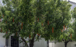 Kina 2014 – Dali Old Town