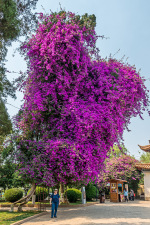 Kina 2014 – Kunming – Daguan Park