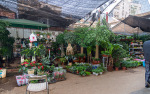 Kina 2014 – Kunming – Fugle- og blomstermarkedet