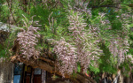 Kina 2014 – Lijiang – Baisha Village/Murals