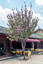 Kina 2014 – Lijiang – Baisha Village/Murals