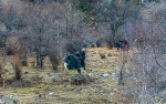 Kina 2014 – Shangri-la – Potatso Nationalpark