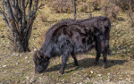 Kina 2014 – Shangri-la – Potatso Nationalpark