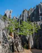 Kina 2014 – Kunming – Stenskoven