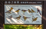 Kina 2014 – Kunming – Stenskoven