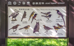Kina 2014 – Kunming – Stenskoven
